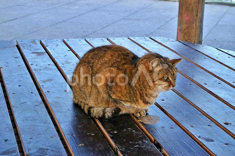冬の公園の猫たち ネコ,猫,キャットの写真素材