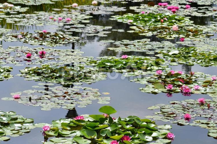 たくさんのスイレンの花 スイレン,ピンク,花の写真素材