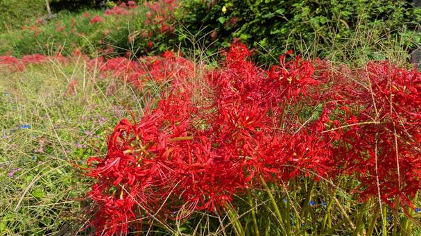 極彩色の群れの写真