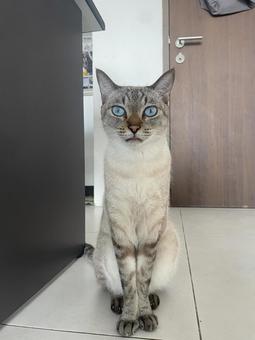 A cat sitting with good posture, JPG
