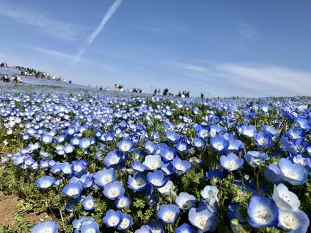 ネモフィラ 花畑 春 ネモフィラ 花畑 春 ネモフィラ,ネモフィラ畑,花畑の写真素材