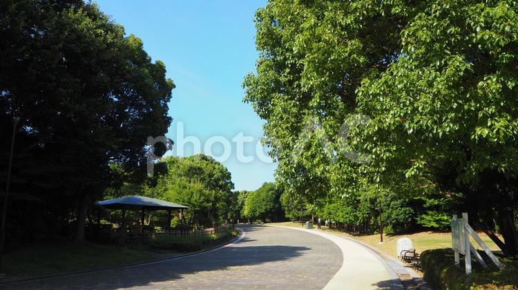 真夏の緑の散歩道・葛西臨海公園（東京都） 真夏,葛西臨海公園,散歩道の写真素材