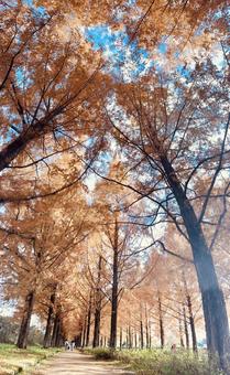 紅葉 秋,秋晴れ,紅葉の写真素材