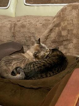 仲良しさん ねこ,ペット,仲良しの写真素材