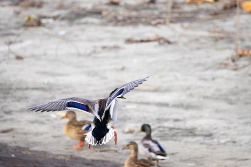 マガモ⒅ 鳥,マガモ,カモの写真素材