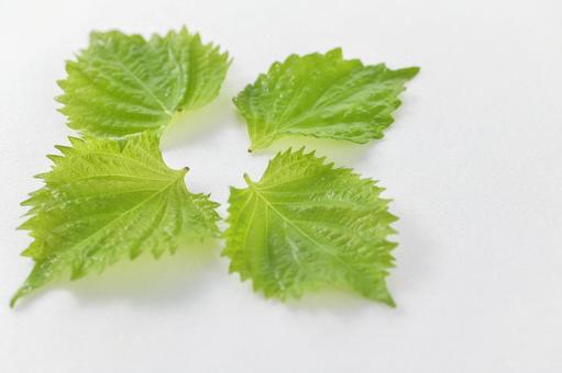 フレッシュな4枚の大葉/青じその素材 フレッシュな4枚の大葉/青じその素材 大葉,青じそ,しその写真素材