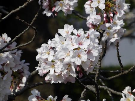 4月上旬、街中の歩道沿いに咲き始めた桜 4月上旬、街中の歩道沿いに咲き始めた桜 サクラ,花,植物の写真素材