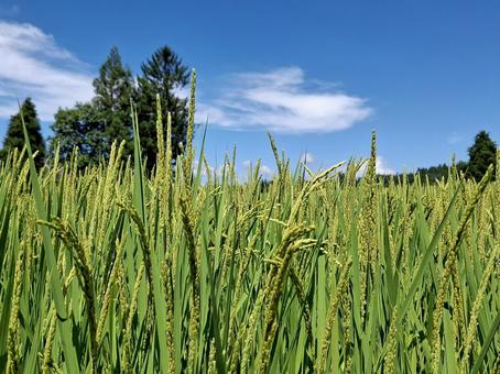 青空と夏の稲_2 夏,稲,田んぼの写真素材