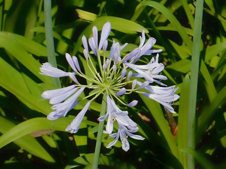 Photo, agapanthus, purple clam, blue, 