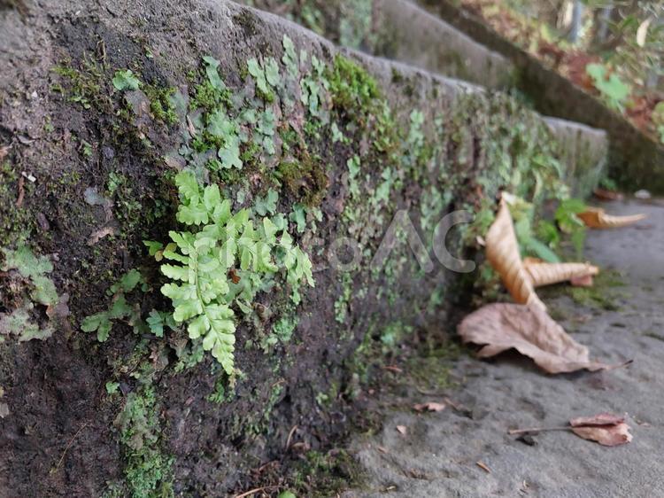 階段に生える苔 苔,こけ,階段の写真素材