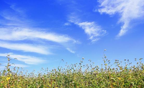 秋の風景/そば畑・花と青空 秋の風景/そば畑・花と青空 そば畑,蕎麦,青空の写真素材
