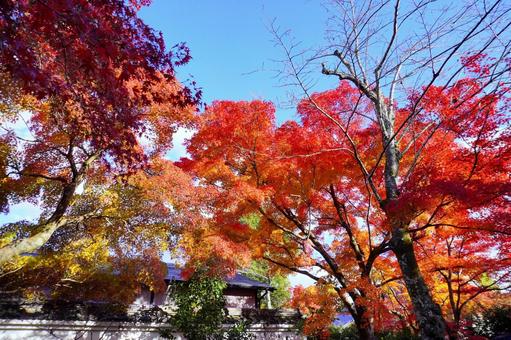 天龍寺の紅葉(京都) 天龍寺の紅葉(京都) 秋,紅葉,庭園の写真素材