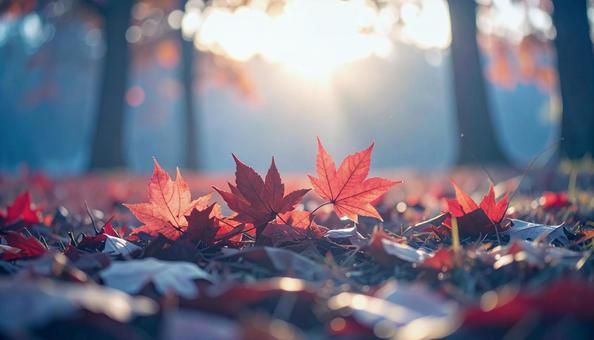 落葉した赤い紅葉いっぱいの地面 落葉した赤い紅葉いっぱいの地面の写真