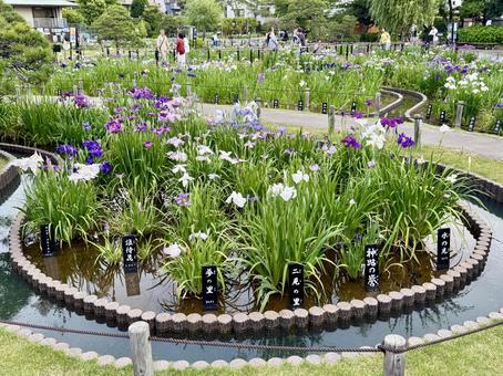 堀切菖蒲園　曇り空の下咲き誇る花菖蒲 癒し,壁紙,花畑の写真素材