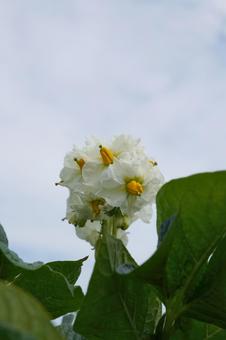 ジャガイモの花(とうや)ローアングル01 ジャガイモの花(とうや)ローアングル01 ジャガイモ,花,ローアングルの写真素材