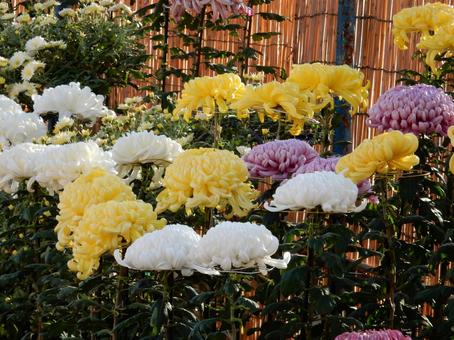 【風景写真】福山菊花展覧会の風景 キク,菊,菊花展の写真素材