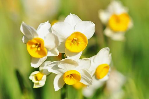 満開のスイセン 水仙,スイセン,水仙まつりの写真素材