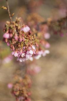 Toi cherry blossoms in full bloom, JPG Toi cherry blossoms in full bloom, JPG
