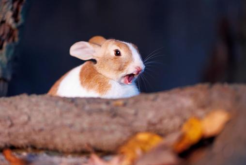 The rabbits of Okunoshima, JPG