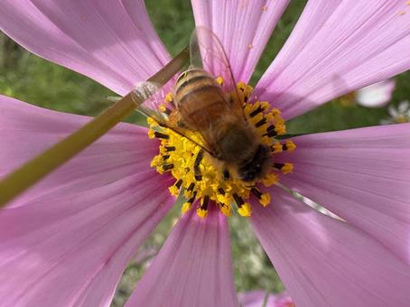 コスモスとミツバチ 06 コスモスとミツバチ 06 蜜蜂,みつばち,成虫の写真素材