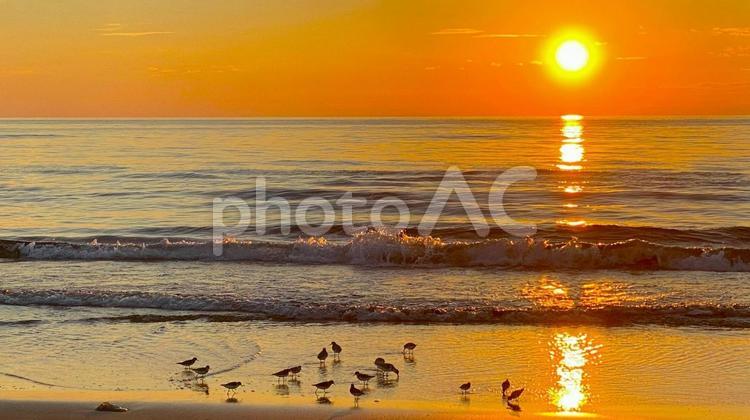 夕暮れの千里浜海岸　浜辺の海鳥たち：2 千里浜,海,きれいな海の写真素材