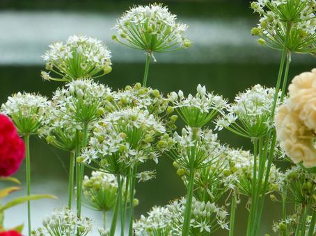 【花の写真】ニラの花 ニラ,韮,花の写真素材