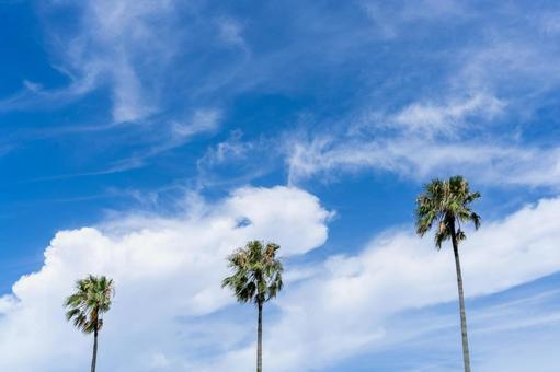 南国の青い空とヤシの木 南国の青い空とヤシの木の写真