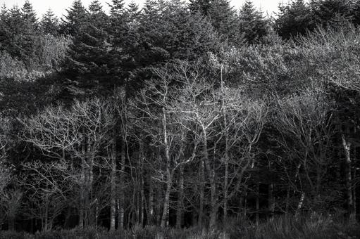 濃い森を背景に浮かび上がる秋の裸木 木々,樹木,森の写真素材