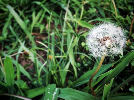 たんぽぽの写真