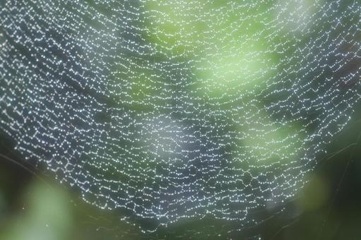 Spider web and water drops that match the background, JPG Spider web and water drops that match the background, JPG