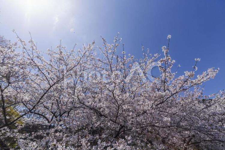 滝頭公園の桜24（田原市） サクラ,桜,田原市の写真素材