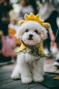 コスプレした犬 コスプレした犬の写真