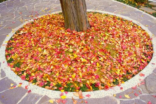 木の下の紅葉　2 落葉,紅葉,イチョウの写真素材