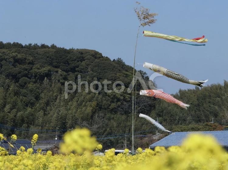 福岡県古賀市筵内の菜の花畑と鯉のぼり 菜の花,菜の花畑,こいのぼりの写真素材