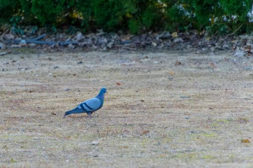 A pigeon walking through the dead winter grass, JPG A pigeon walking through the dead winter grass, JPG