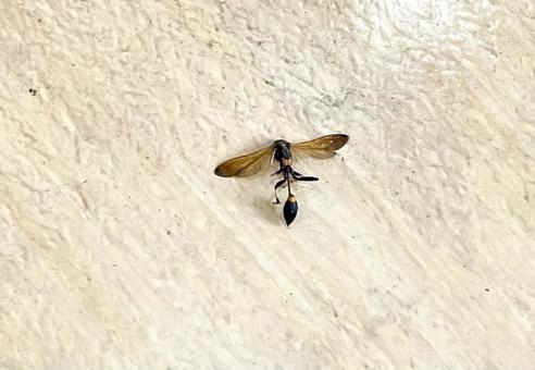 羽を広げたアメリカジガバチ 羽を広げたアメリカジガバチの写真