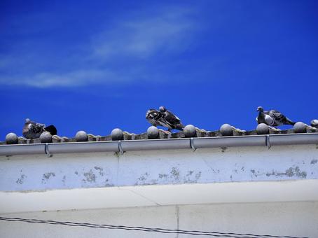 鳩のいる風景 鳩のいる風景 鳩,ハト,鳥の写真素材
