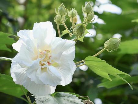 華やかな酔芙蓉 華やかな酔芙蓉の写真