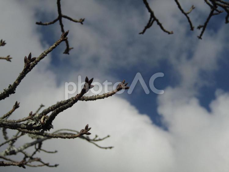 芽吹いてきた蕾の桜 風景,野外,晴れの写真素材