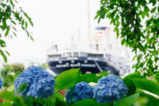 山下公園の青い紫陽花 山下公園の青い紫陽花 紫陽花,あじさい,アジサイの写真素材