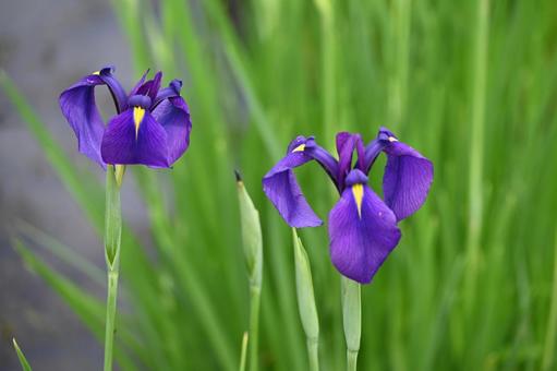 Photo, iris, learn more, june, 