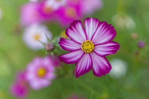 Cosmos field, deep pink flowers in full bloom, JPG
