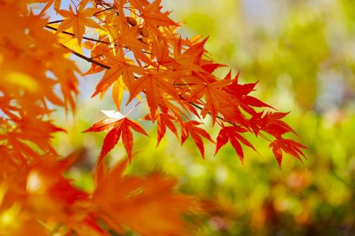 紅葉 紅葉の写真