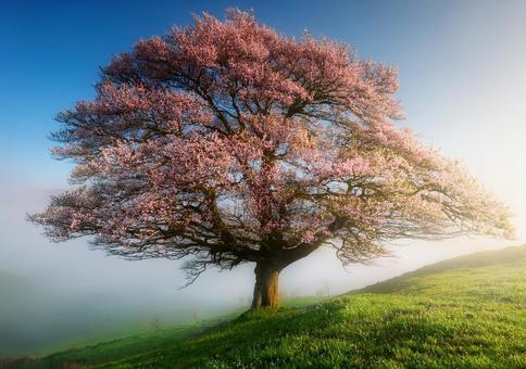 霧の丘に咲く一本桜の写真