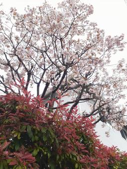 桜 桜の写真