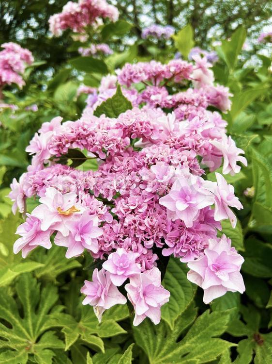 ピンク色のアジサイの花のクローズアップ アジサイ,あじさい,紫陽花の写真素材