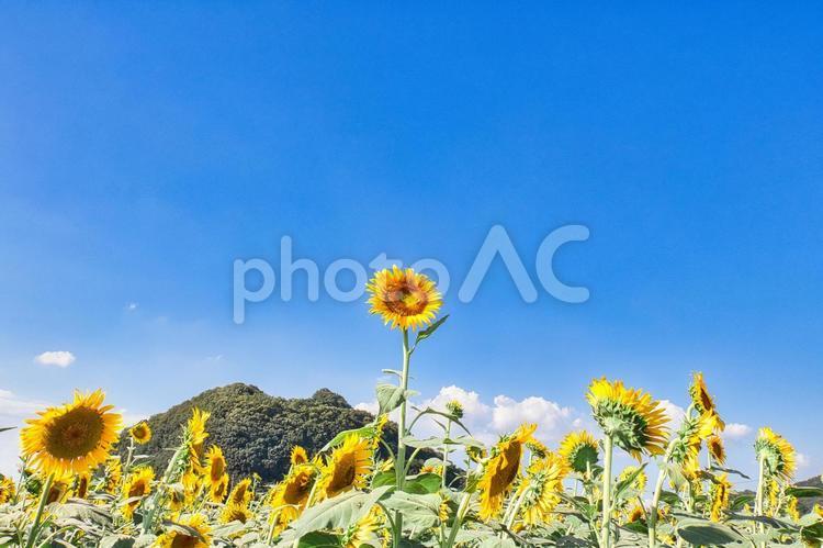夏の青空とヒマワリ｜日の丸構図 ひまわり,ひまわり畑,夏の写真素材