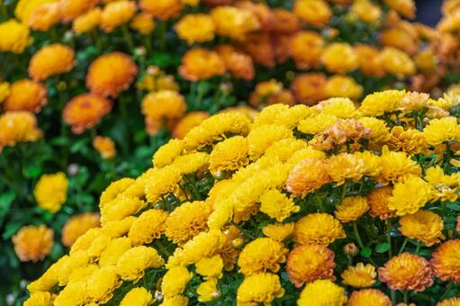 鮮やかな黄色の菊 菊,花,植物の写真素材
