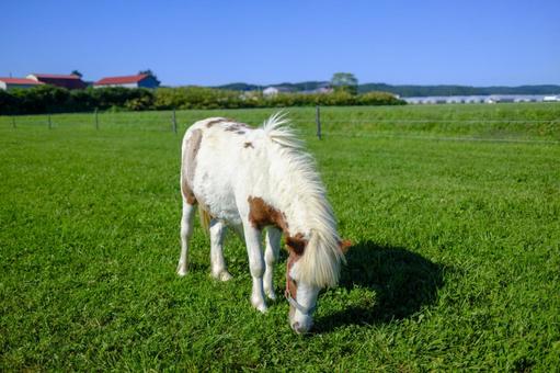 ミニチュアホース ミニチュアホース,馬,小さい馬の写真素材