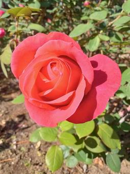 形が美しい赤い秋の薔薇 赤,薔薇,１輪の写真素材